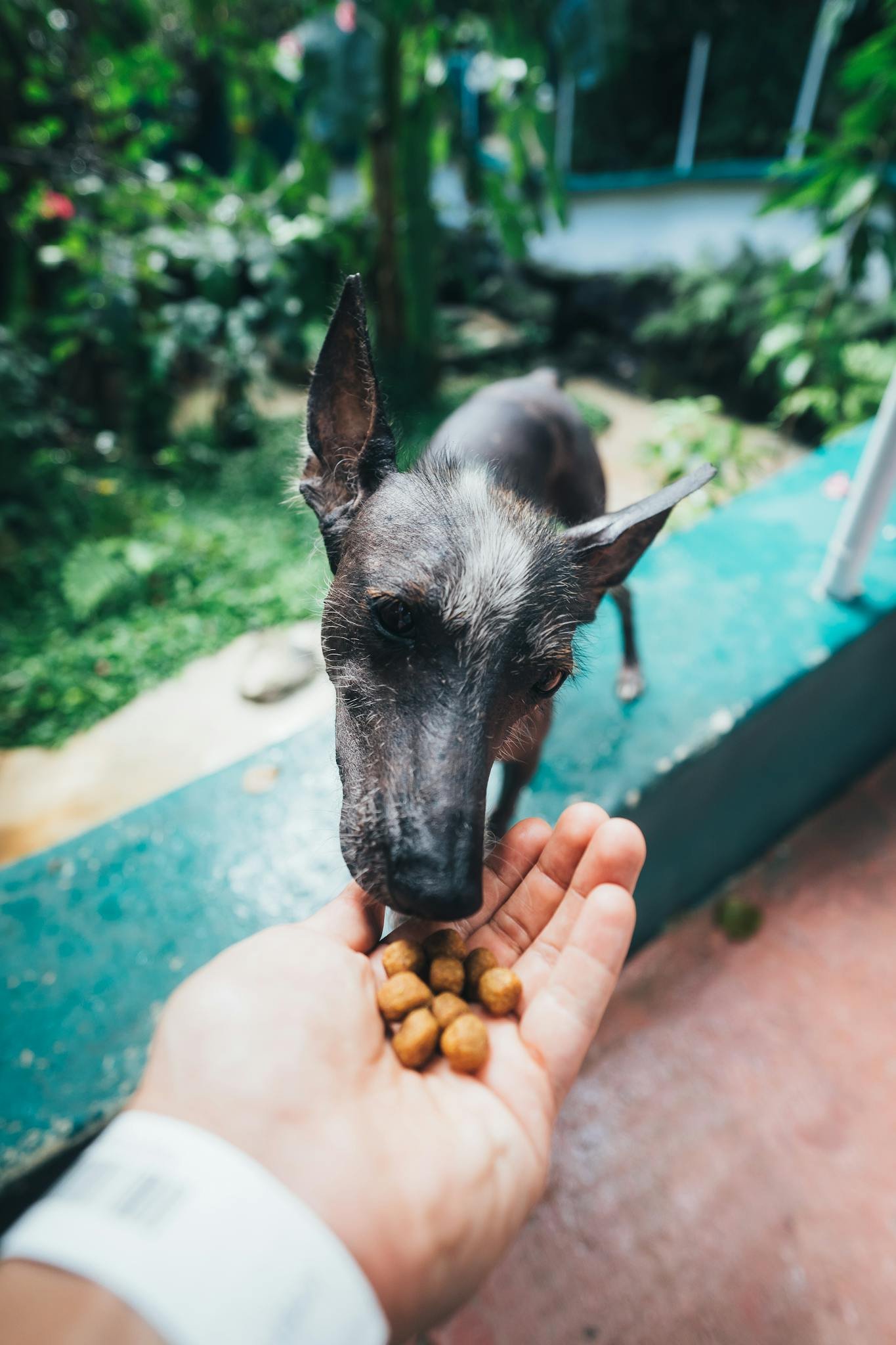 A caring person feeds a curious dog outdoors, focusing on bonding and nutrition.