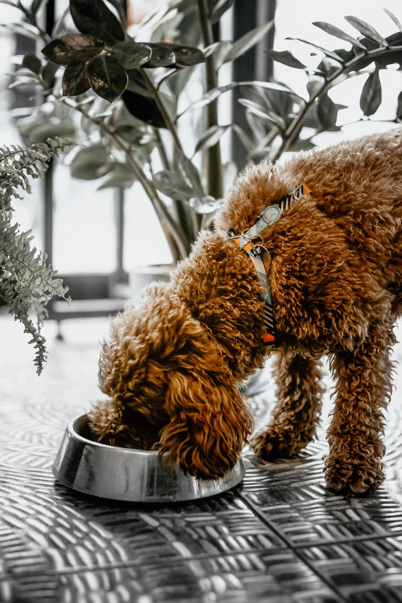 A curly-haired Labradoodle eats from a shiny stainless steel bowl indoors.