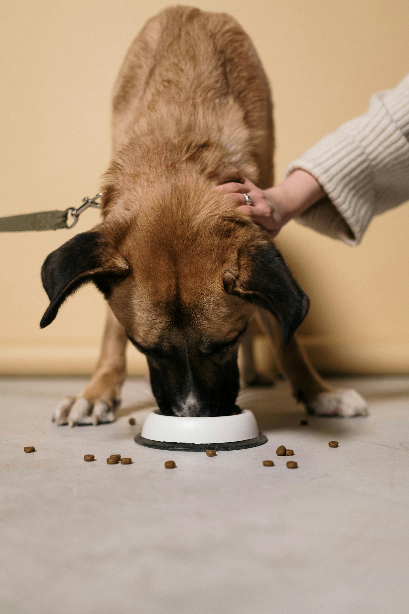 Brown dog eating kibble from a bowl on an indoor floor, being petted.