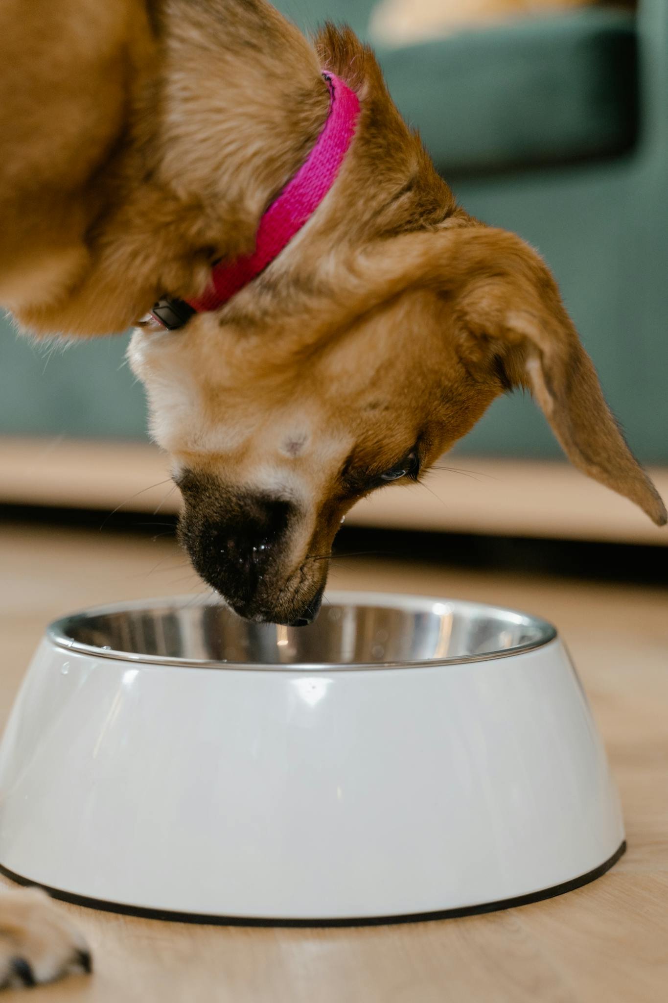 Cute dog wearing a pink collar enjoying meal in a stainless steel pet bowl indoors.