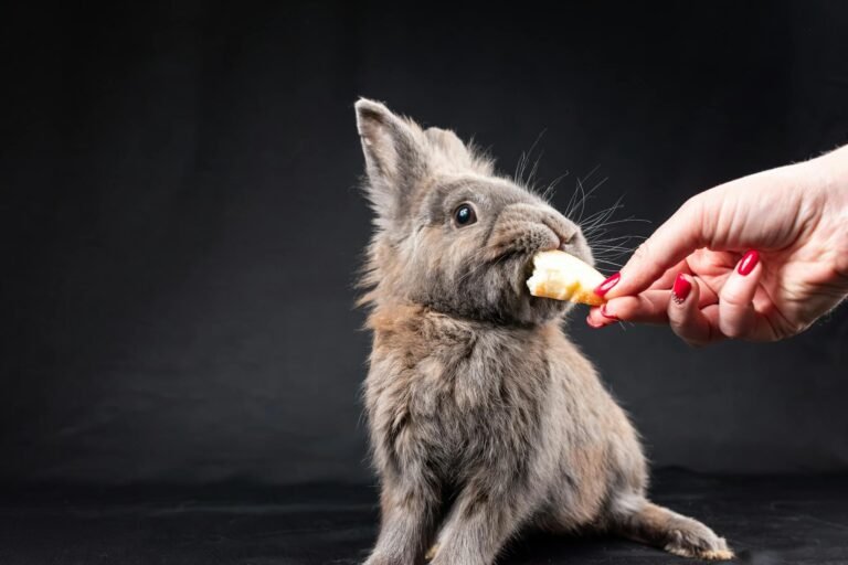 Gray rabbit being fed by a human hand in a studio setting.